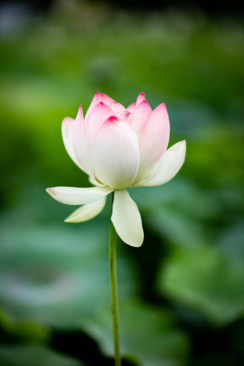 绿色、花、莲花植物免费图片