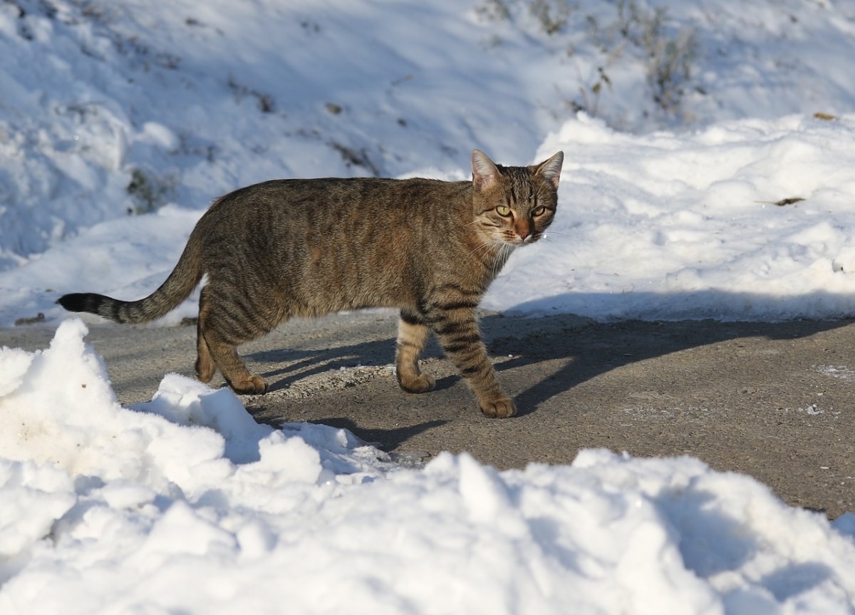 猫,雪,灰色