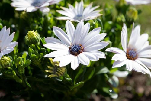 白色的蓝目菊花朵