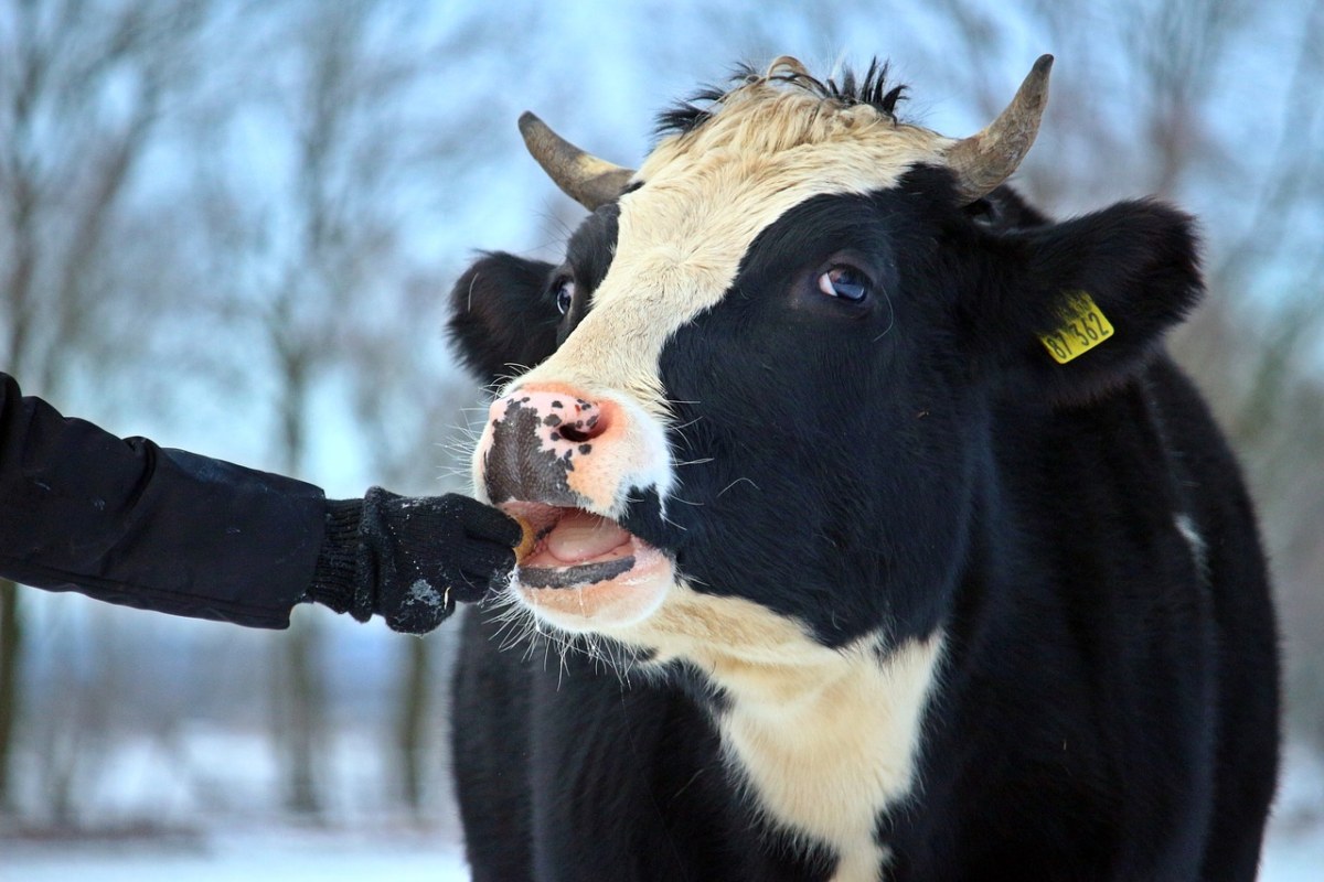 牛、动物免费图片