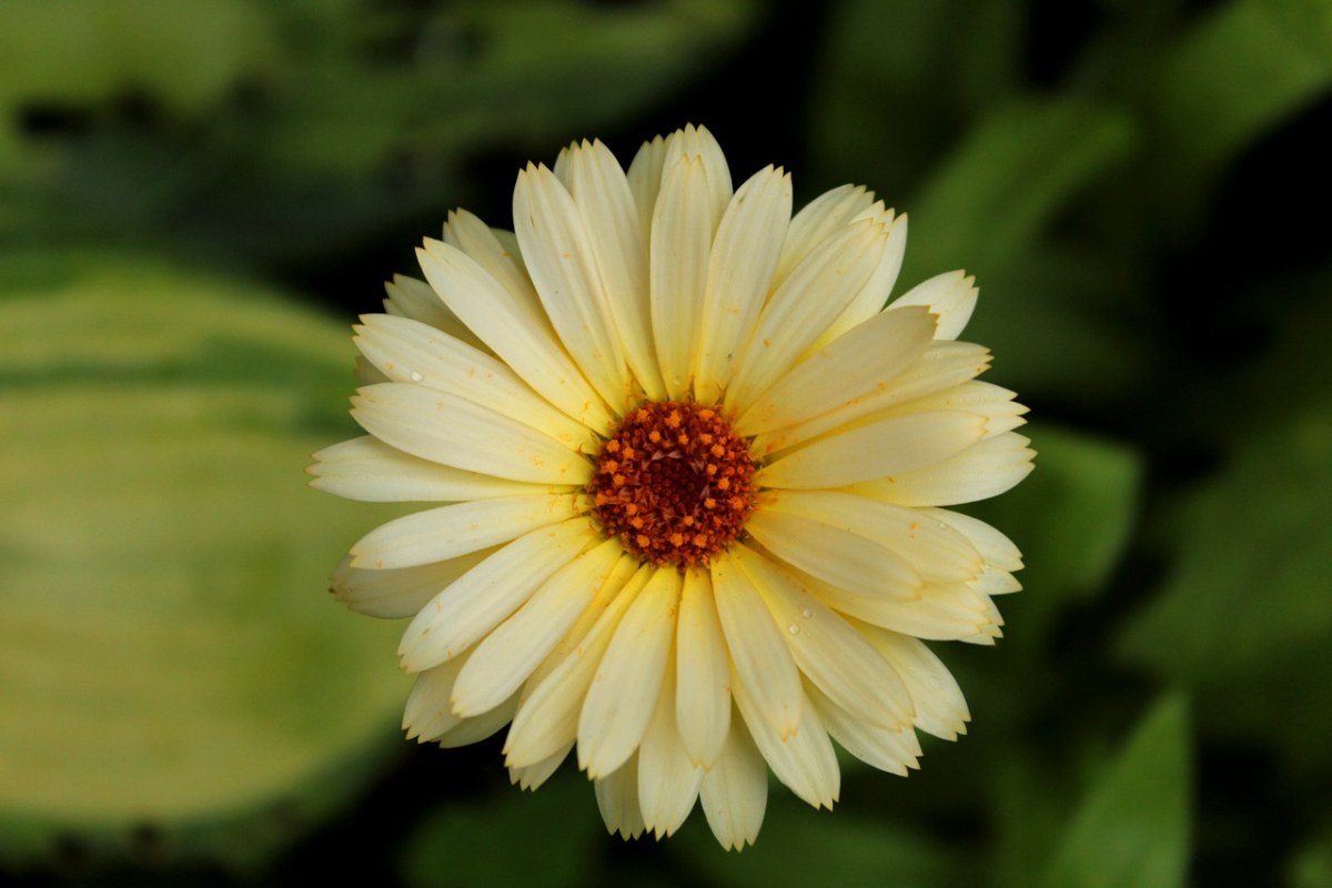 万寿菊、黄色、花卉免费图片