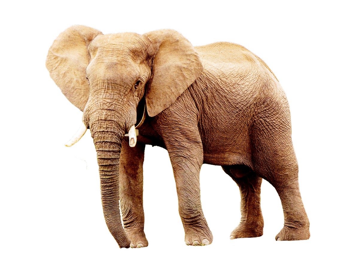 大象、动物、非洲免费图片