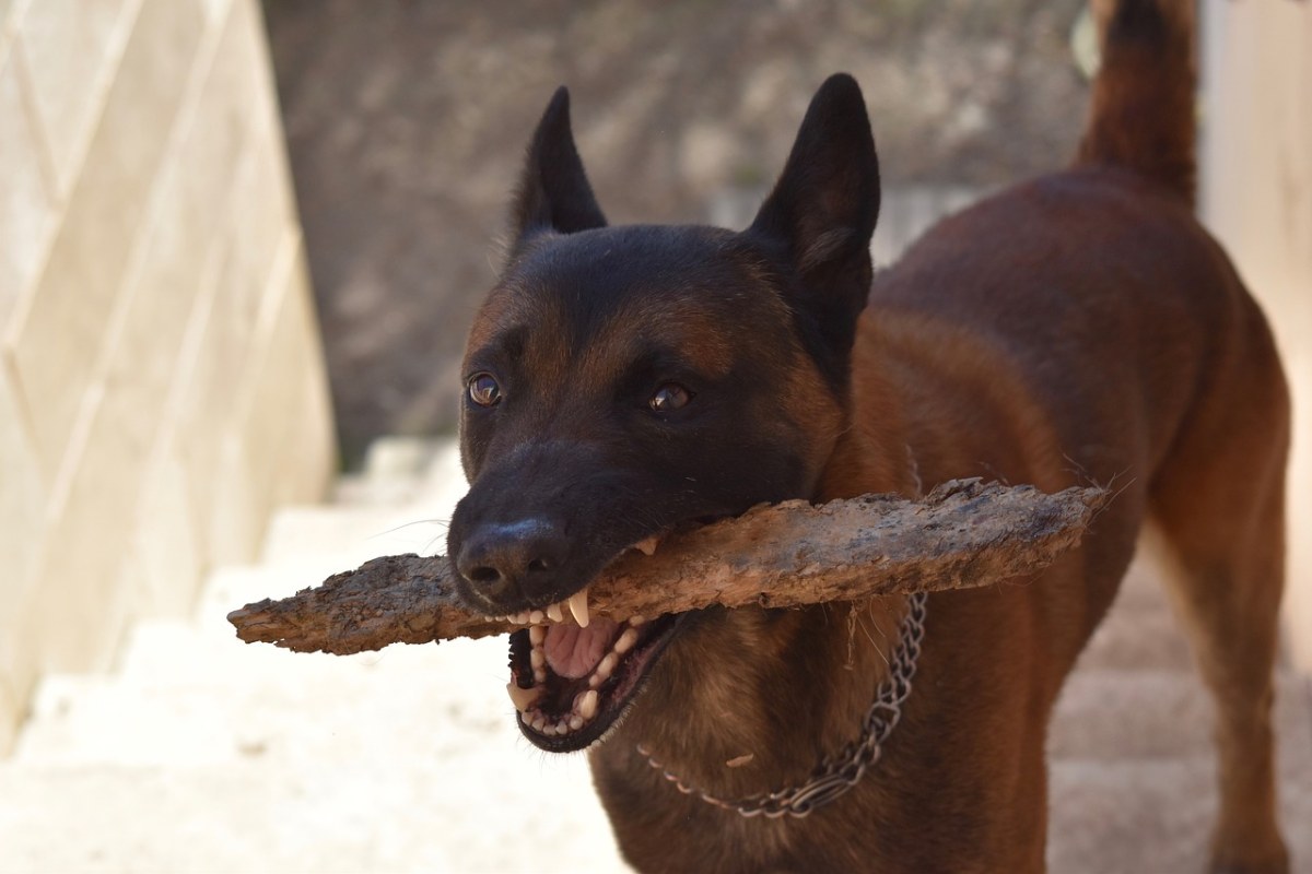 狗,狗犬瑪利,加賓狗