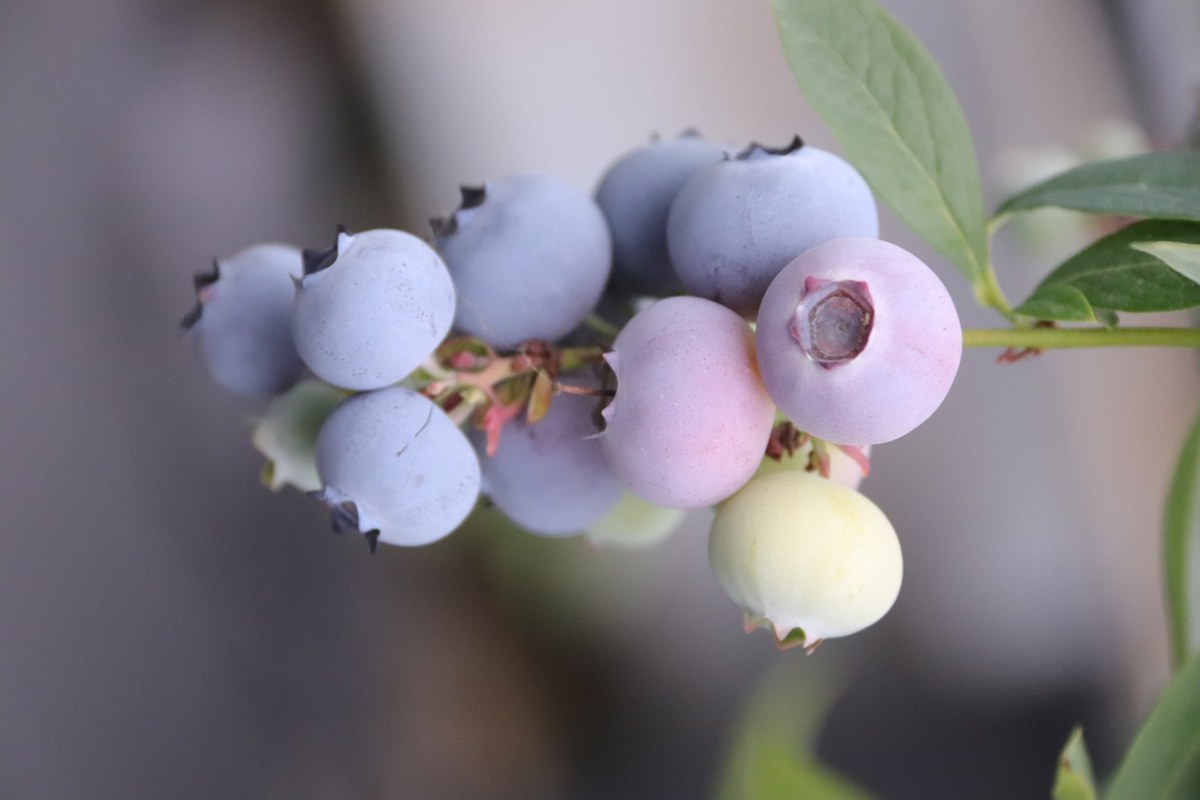 蓝莓树上新鲜的蓝莓免费图片