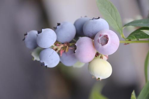 蓝莓树上新鲜的蓝莓