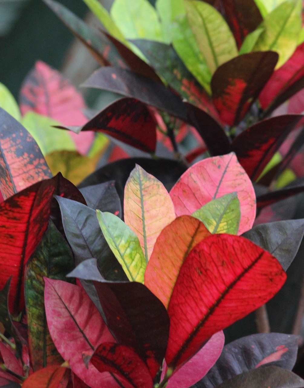 多彩,叶子,自然