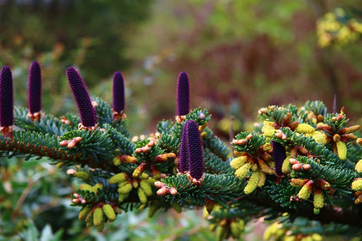 自来水,枞树,性质