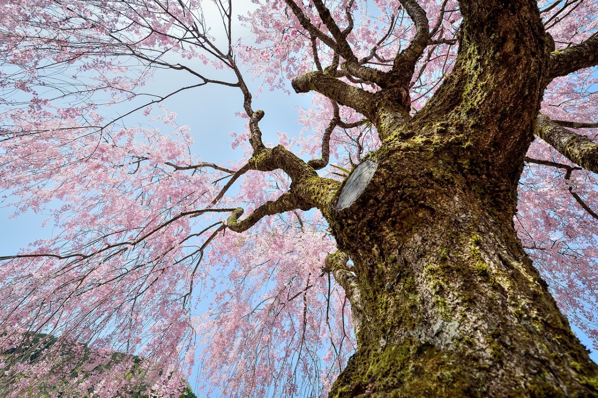 春天开花的大树免费图片