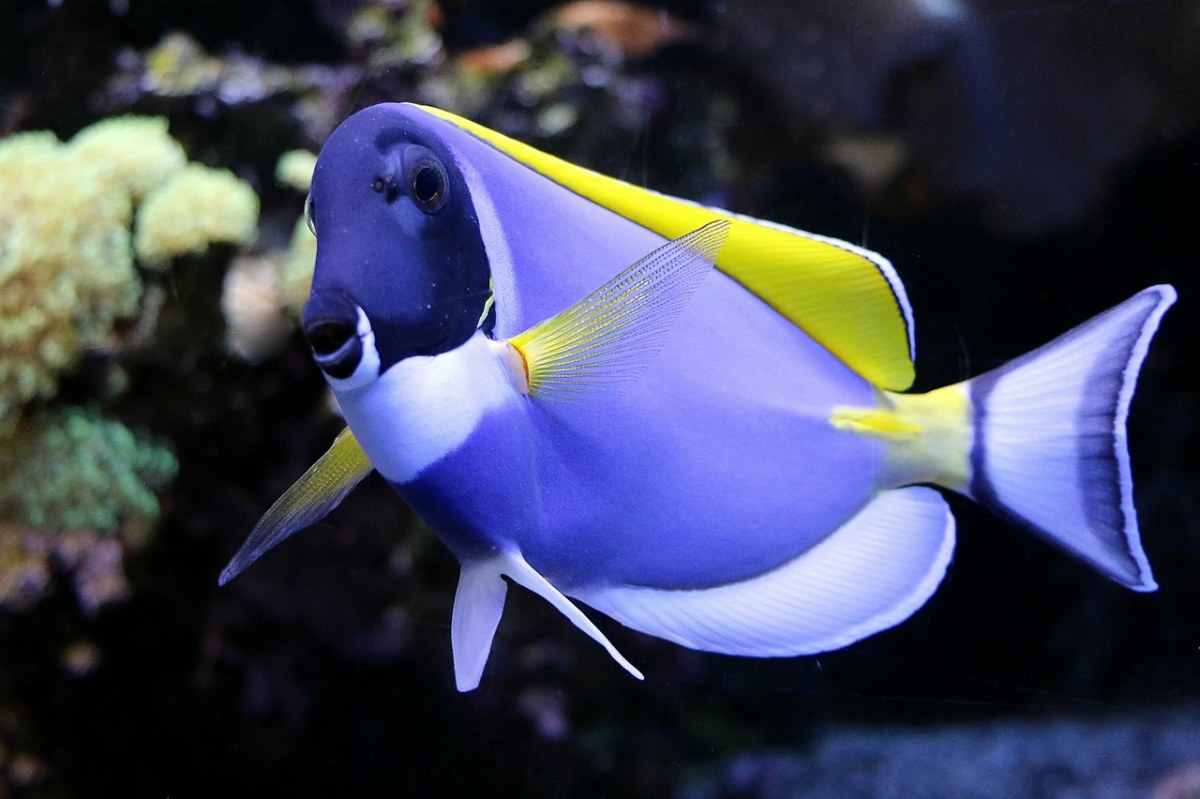 Weißkehl医生鱼、会、水族馆免费图片