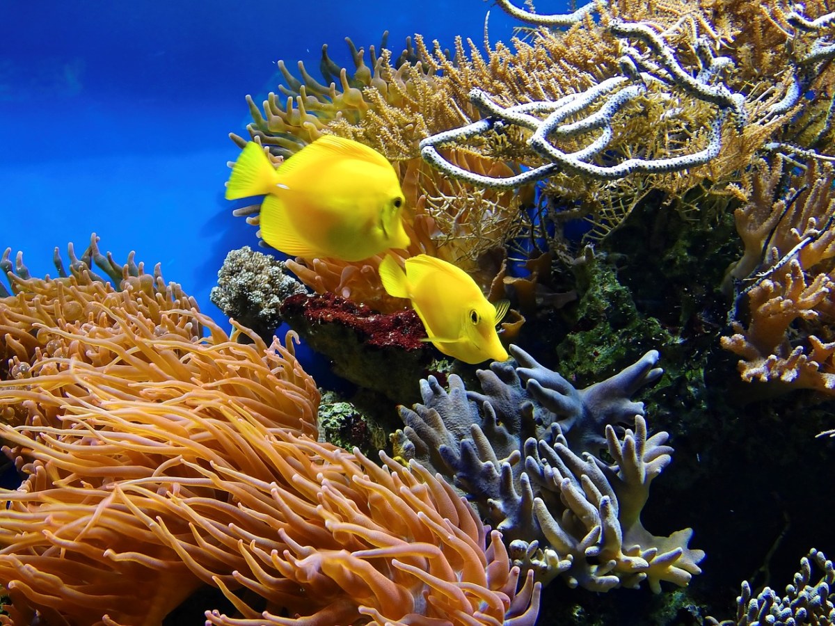 珊瑚、鱼、水下免费图片