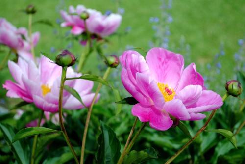 粉红色的芍药花