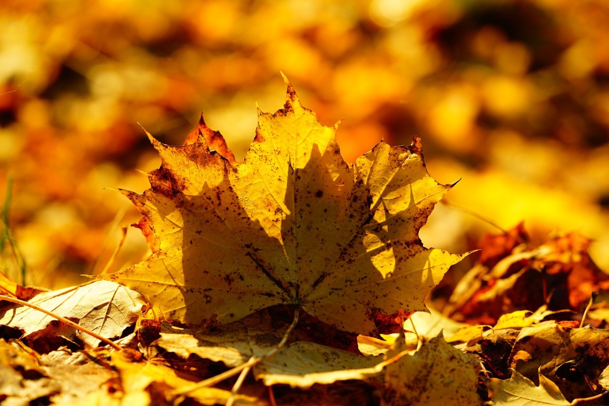 叶子、秋天的落叶、枫叶免费图片