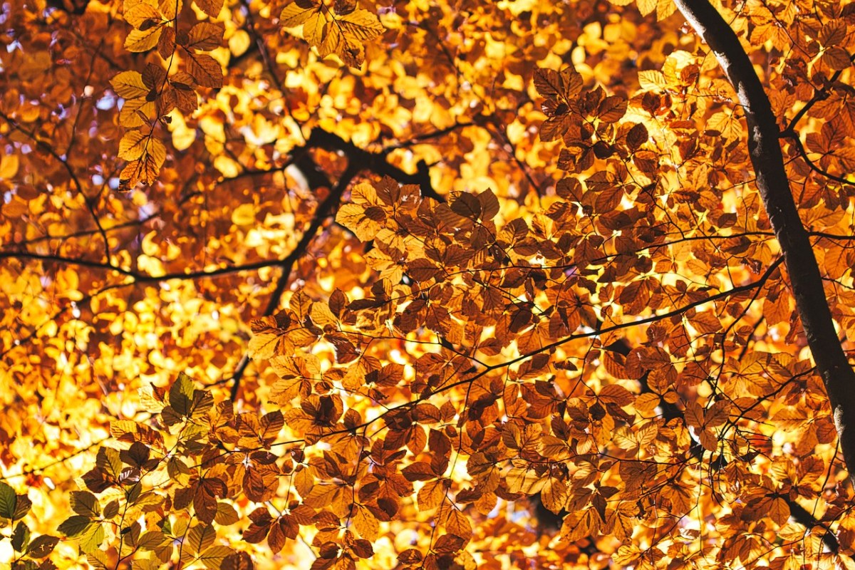 秋天的树叶免费图片