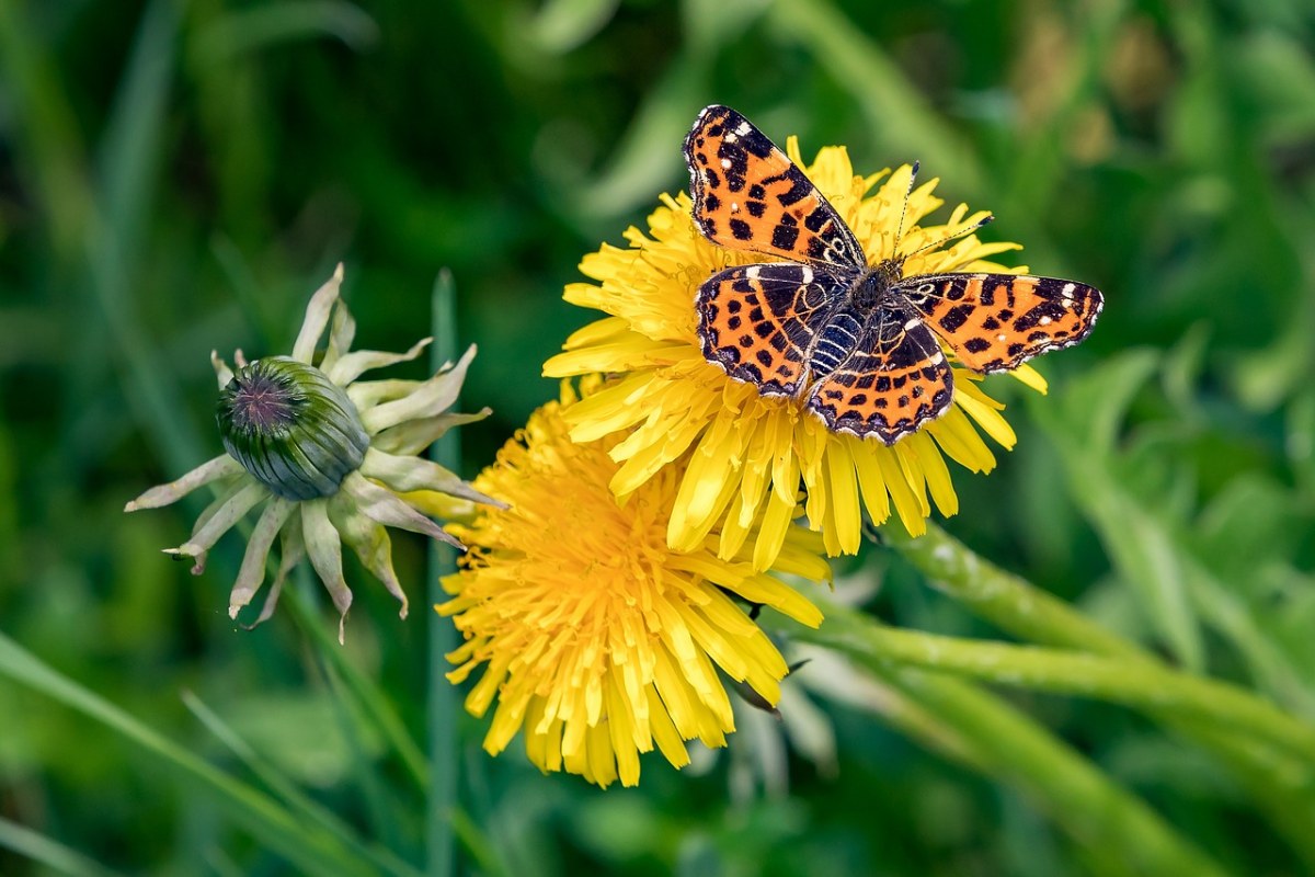 蝴蝶、蒲公英、春天免费图片