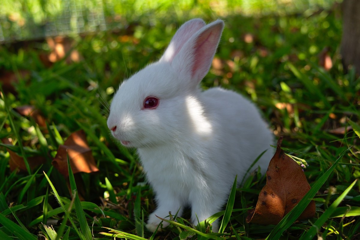 兔、草、可爱免费图片