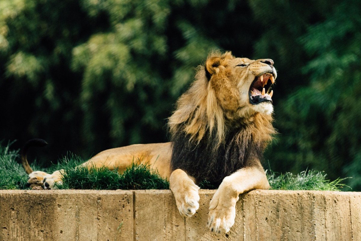 獅子,動物園,動物