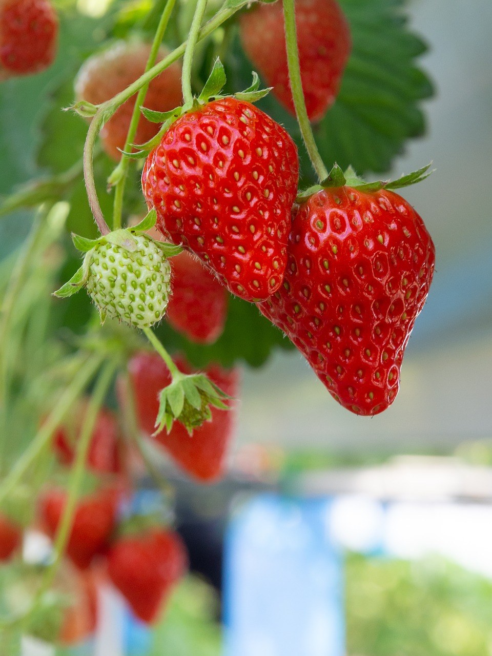 草莓、红色、草莓采摘免费图片