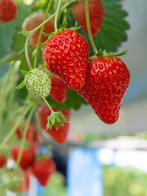 草莓、红色、草莓采摘