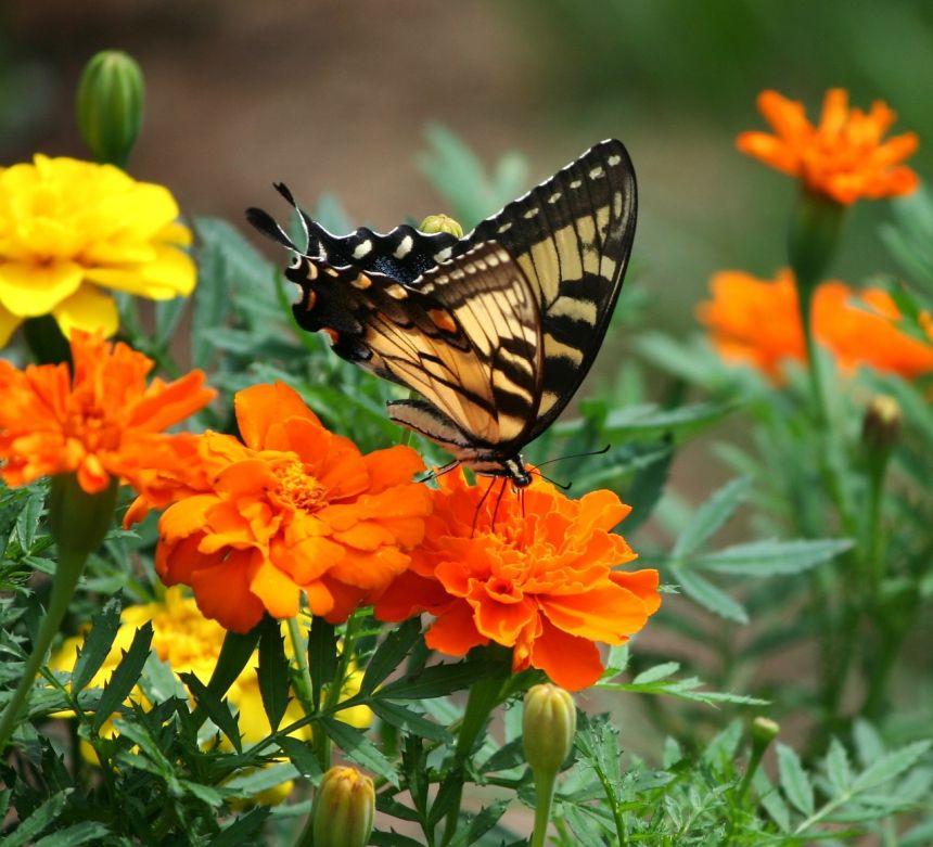 舊世界燕尾蝶蝴蝶翠鳳蝶machaon