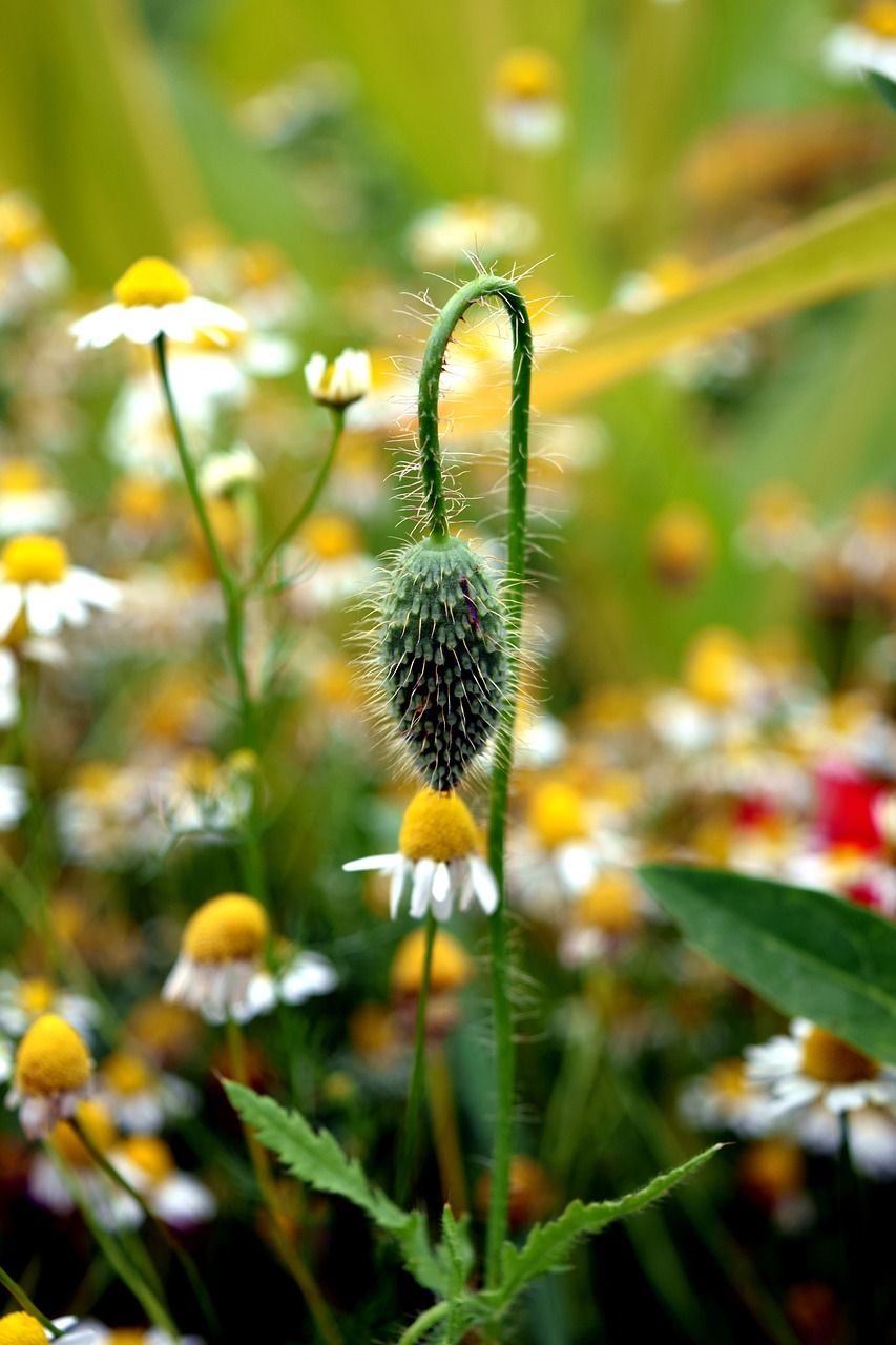 罂粟,开花,雏菊