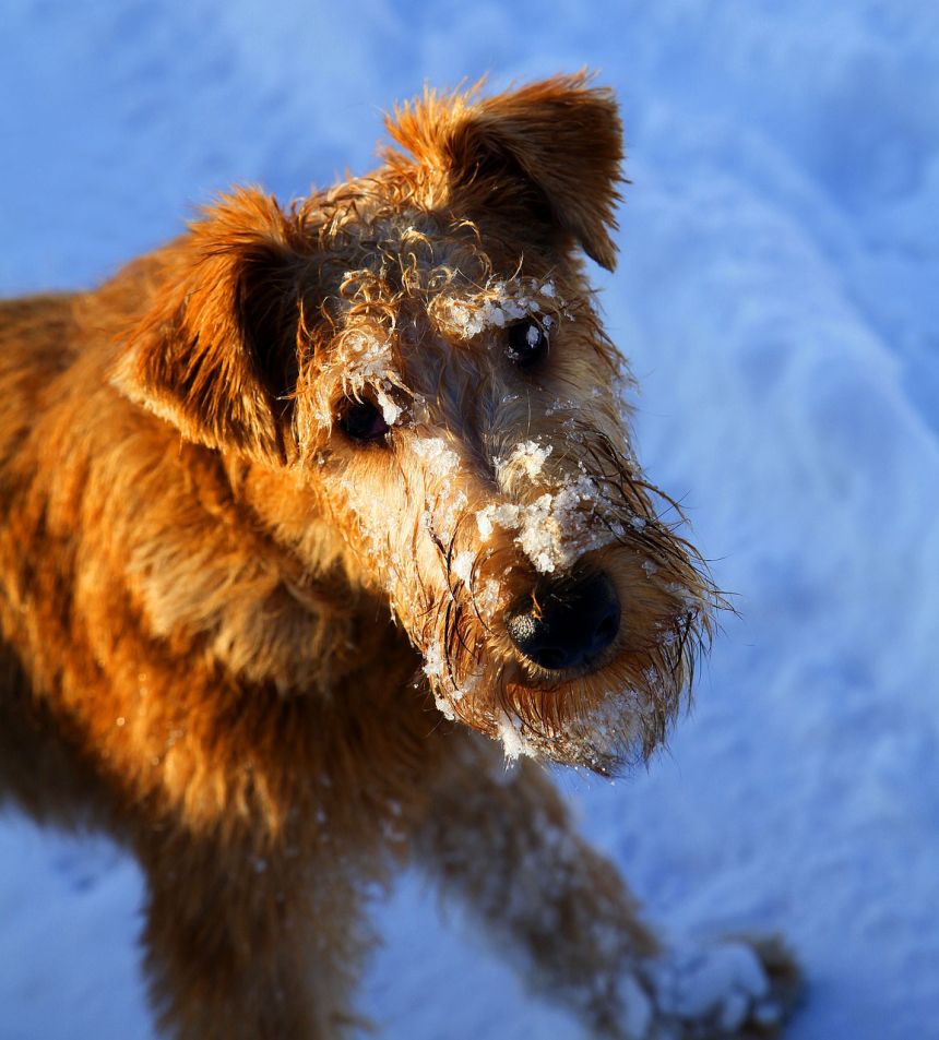 scruffter,狗,雪 - 免费可商用图片 - cc0.cn