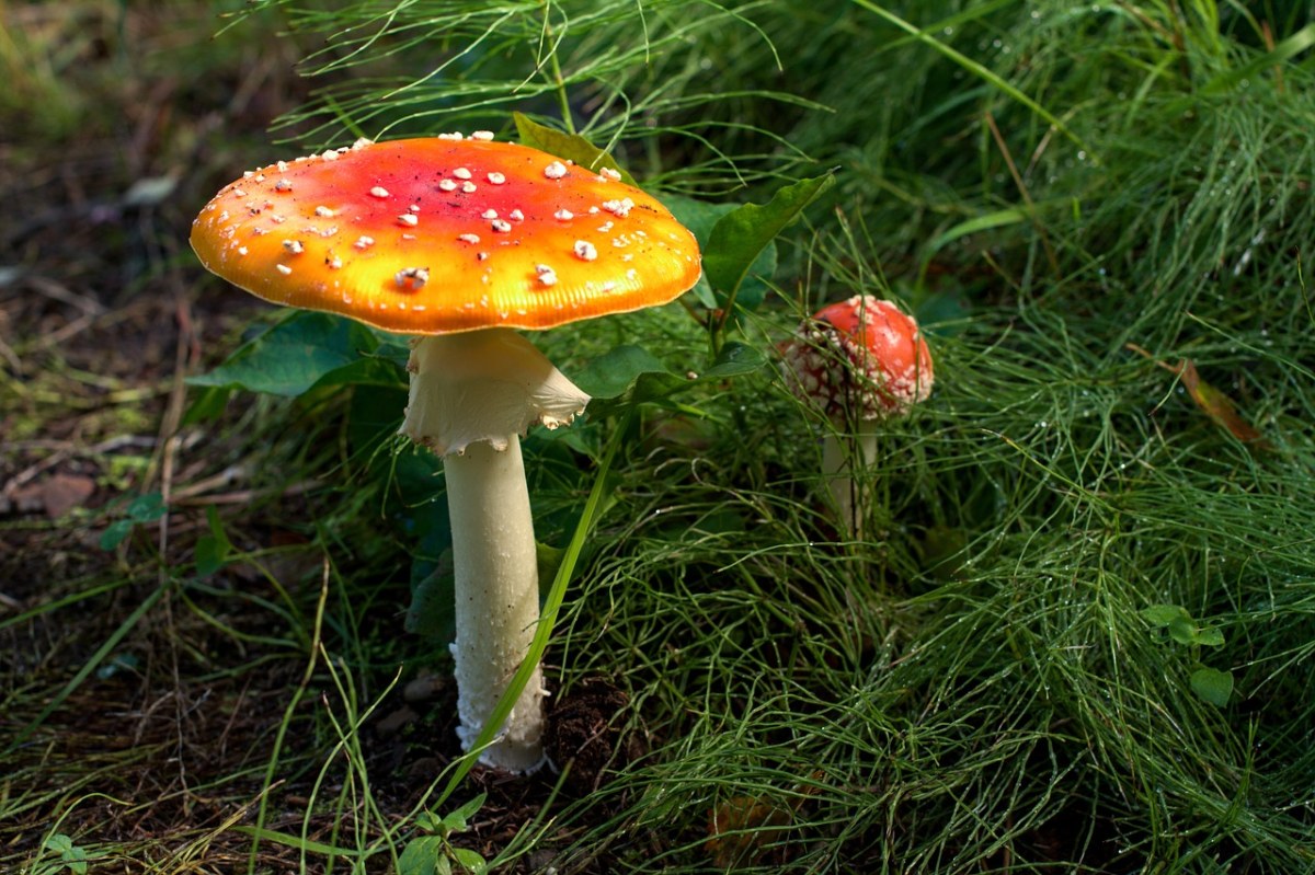 蘑菇、阿拉斯加州、停泊免费图片