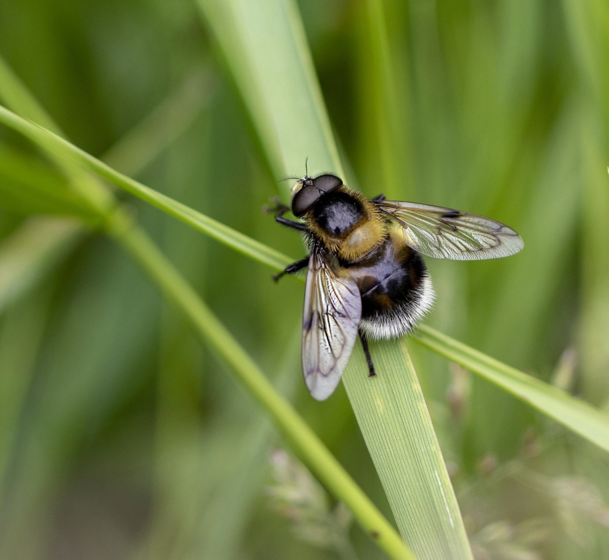 hoverfly,蜜蜂-模仿,翅膀