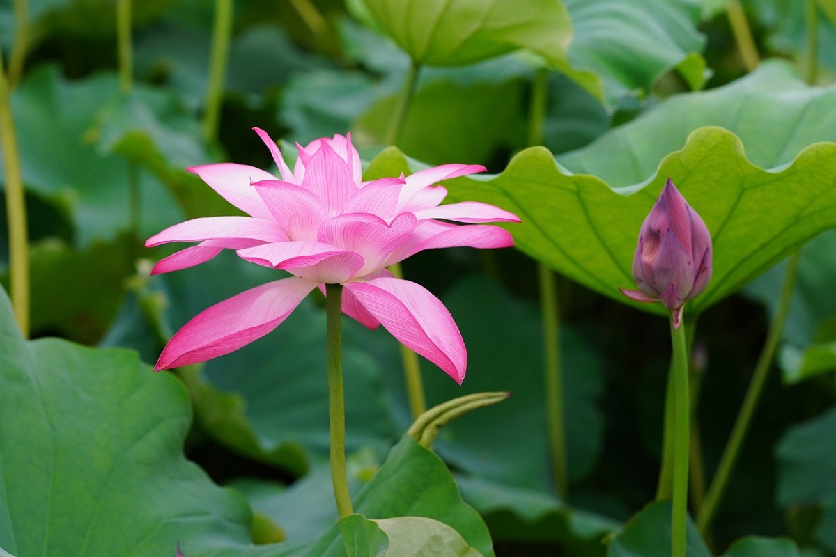 白色的花、莲花、池塘免费图片