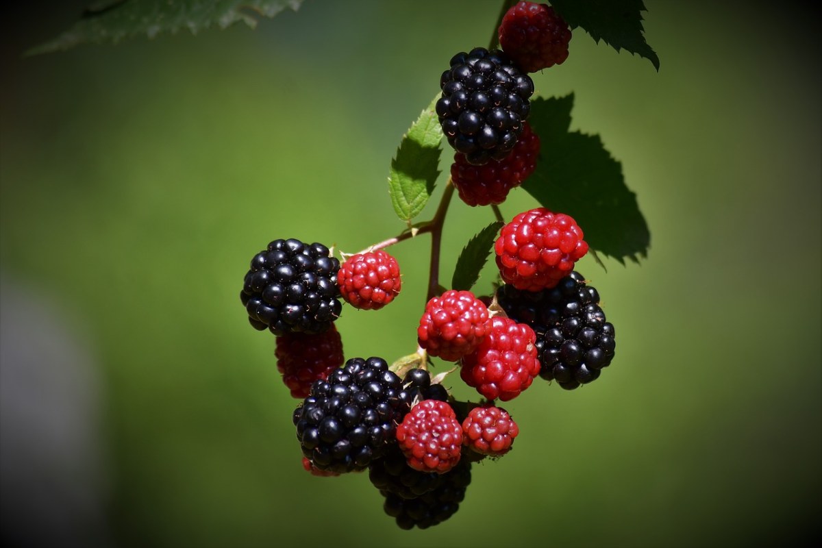 莓果,草莓,水果