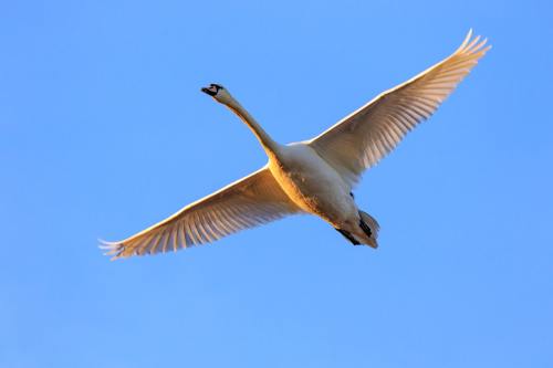 展翅飞翔的白天鹅