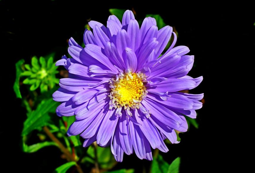 翠菊,花,蓝色