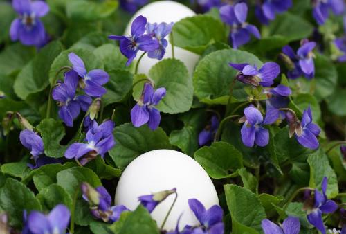 紫色的小花朵与鸡蛋