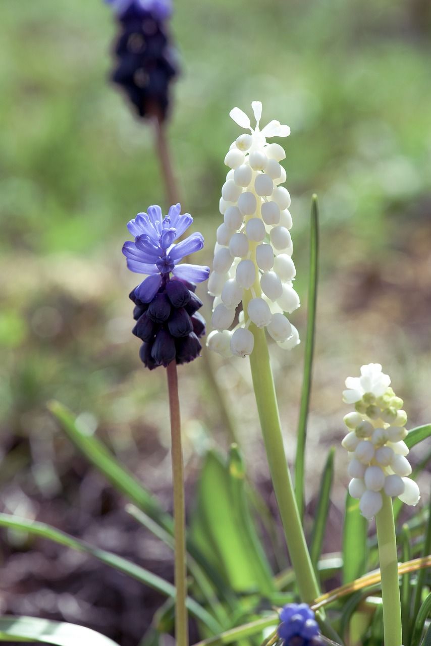 風信子,muscari,花