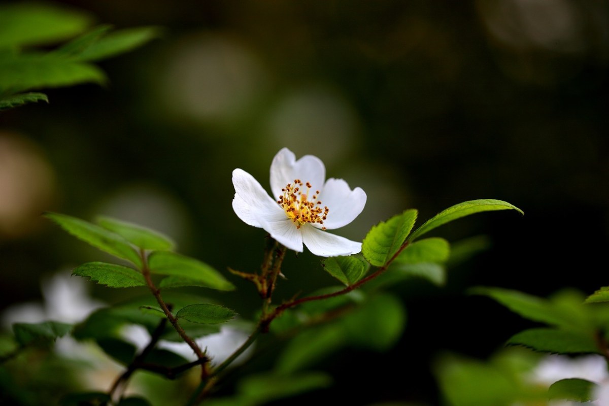 大自然,植物,鲜花