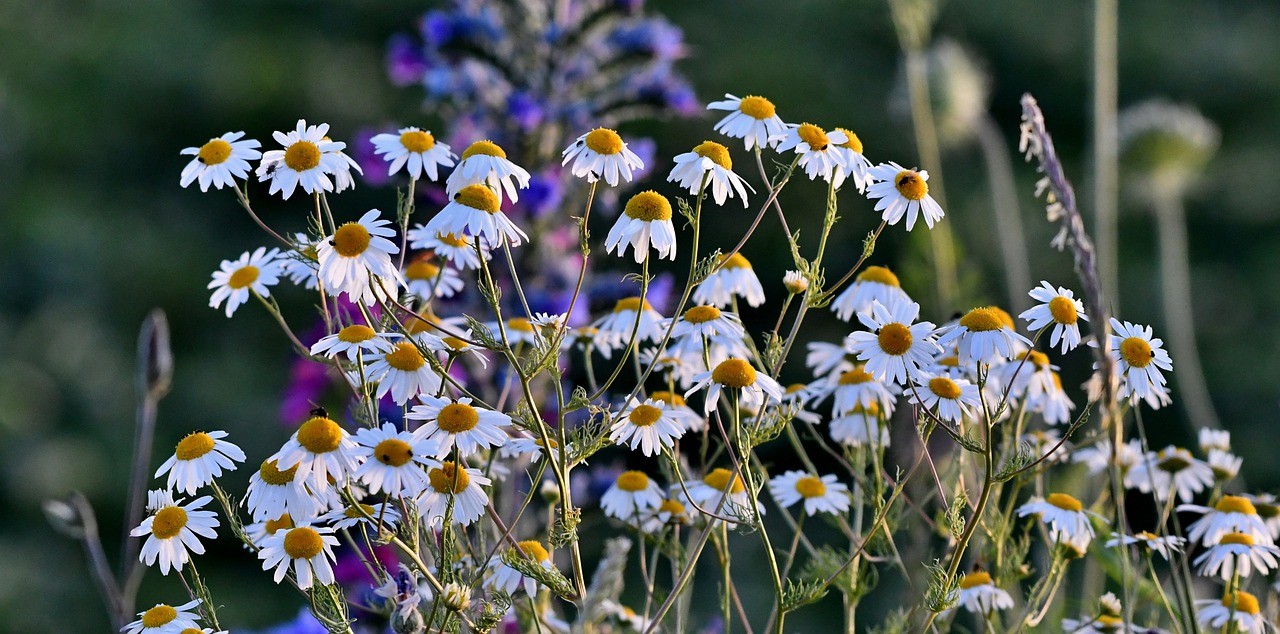 黄春菊,植物,性质