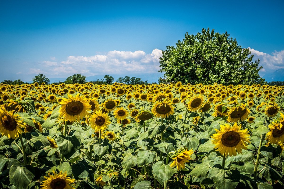 向日葵,字段,树