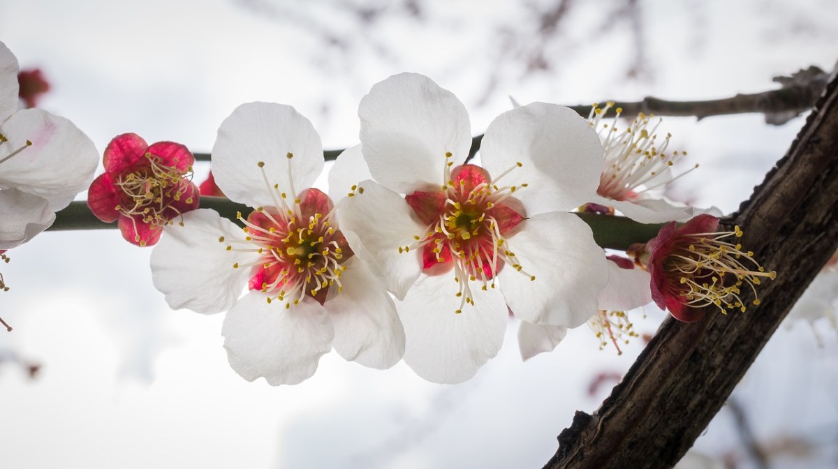 樱花盛开、鲜花、大自然免费图片