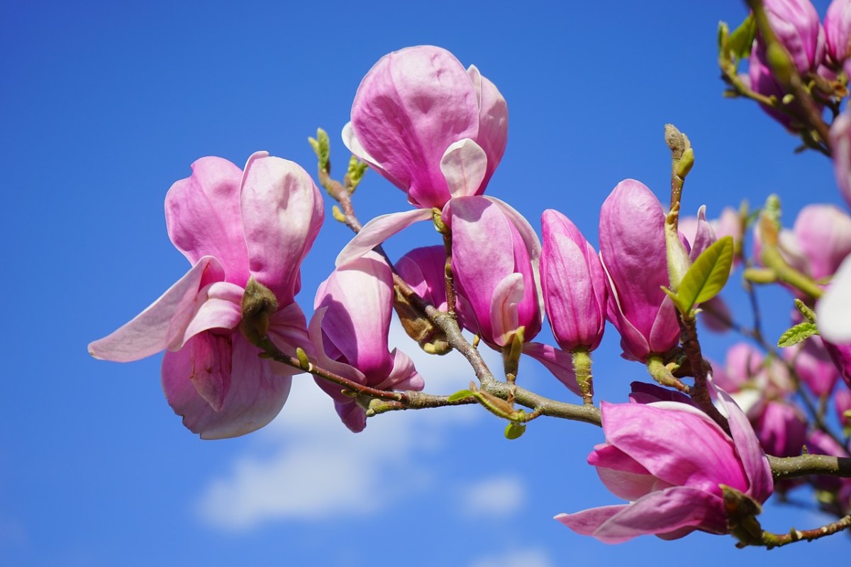 玉兰、玉兰花、开花免费图片