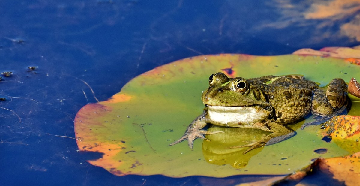 青蛙、池塘、动物免费图片