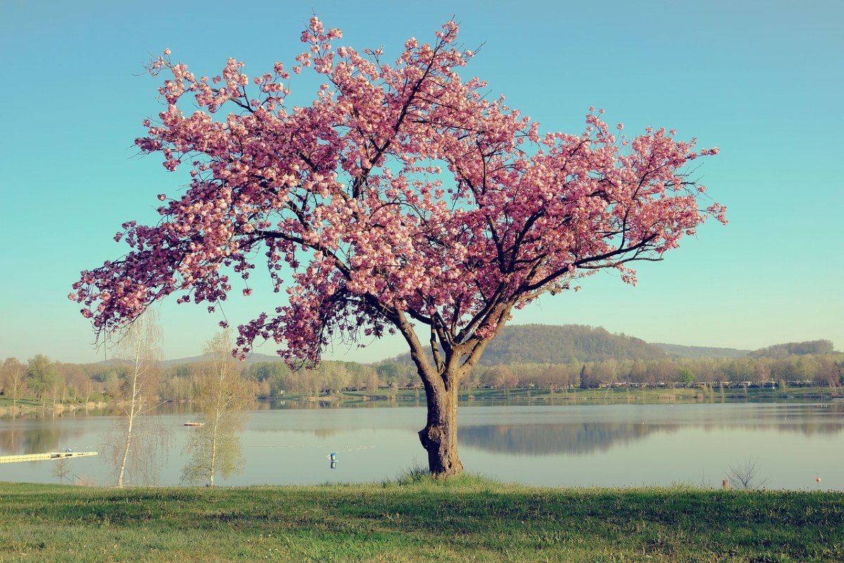 春天湖岸的一棵开花的树免费图片
