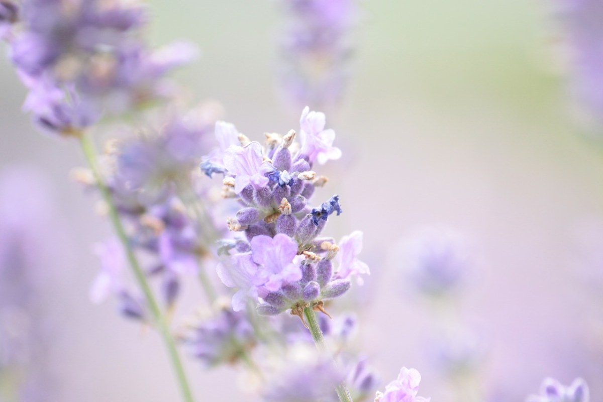 熏衣草、夏季、紫免费图片