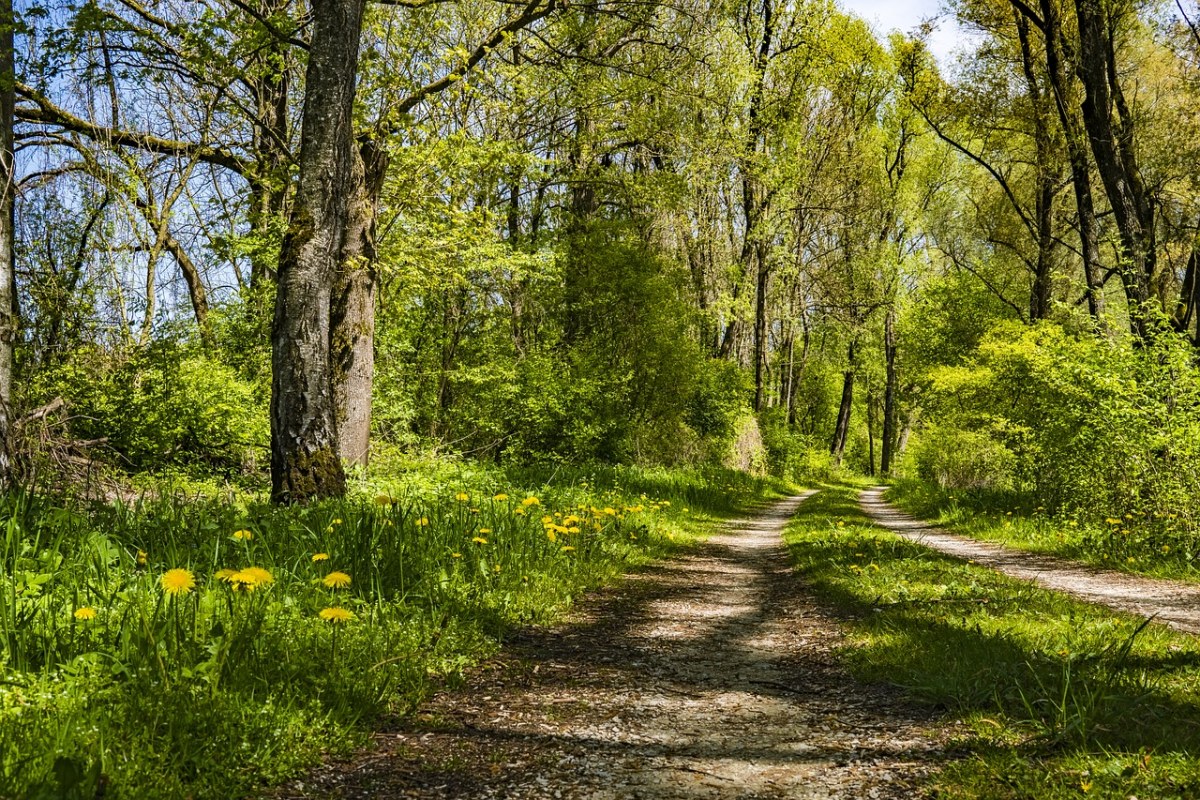 春天树林里的道路免费图片