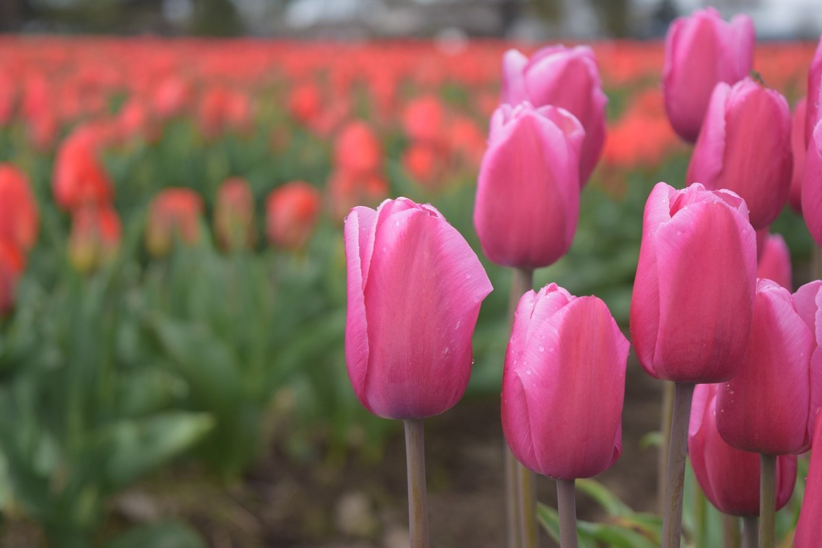 粉红色的郁金香、红色的花瓣、开花免费图片