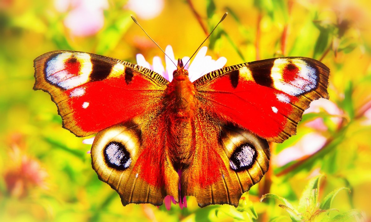 彩绘孔雀、昆虫、蝴蝶的一天免费图片