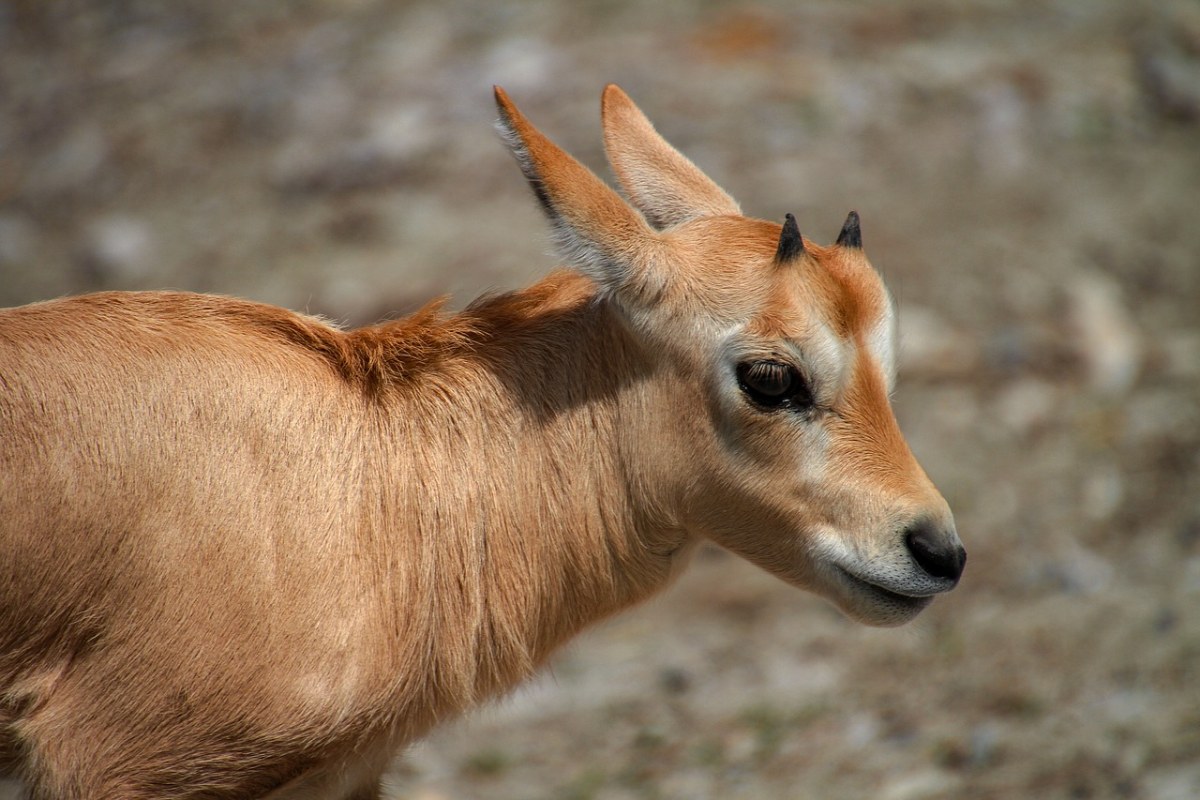 羚羊、年轻的动物、动物世界免费图片
