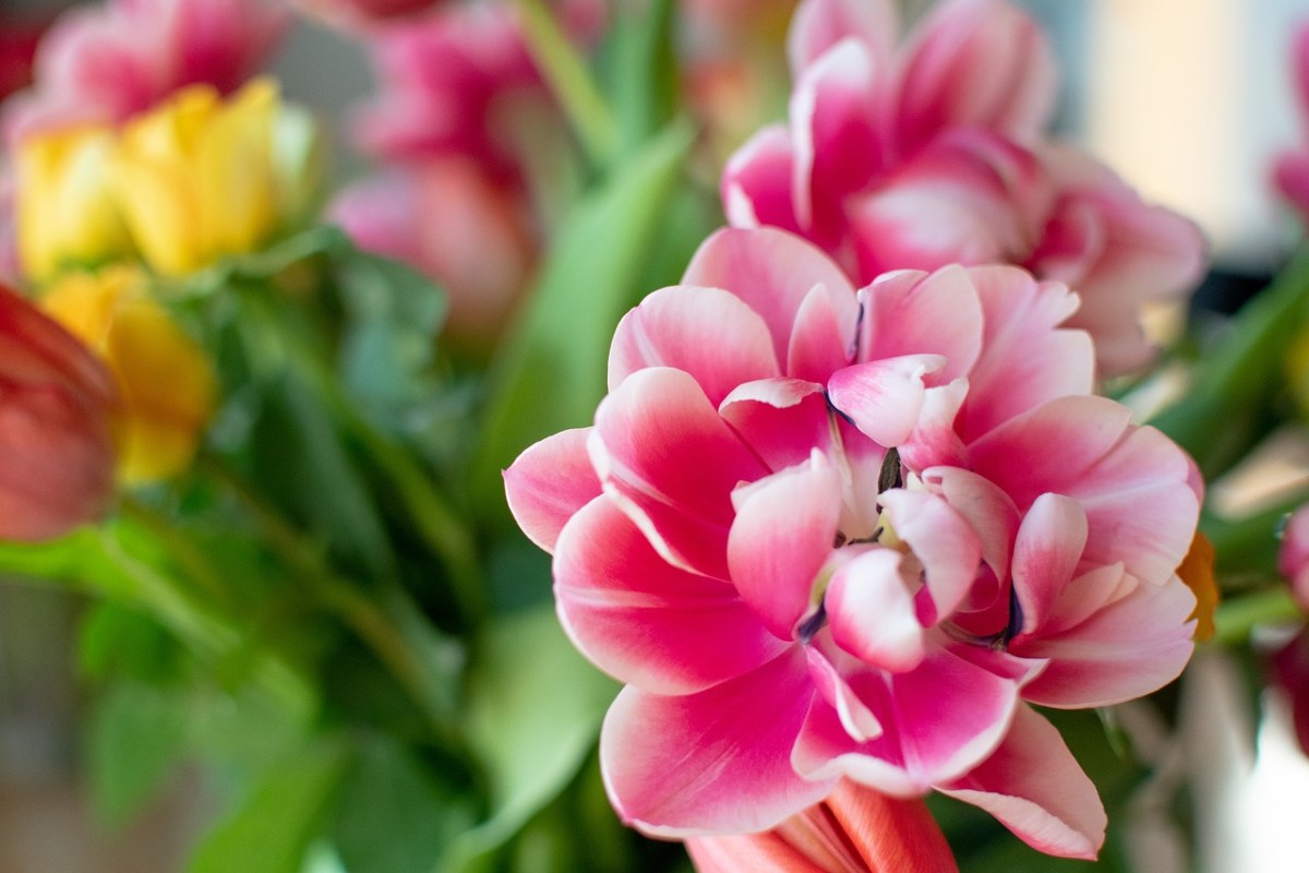 花,郁金香,粉色