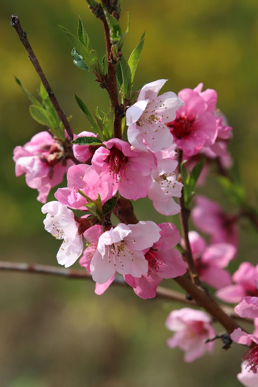 桃花开花的时间春季图片