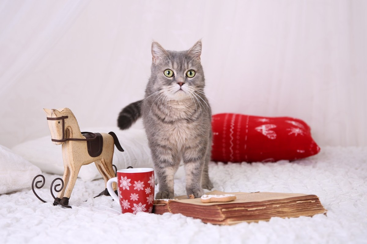 Tomcat的、猫、圣诞免费图片