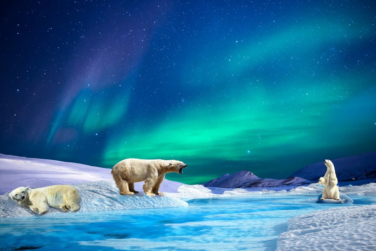 极光、北极熊、河免费图片