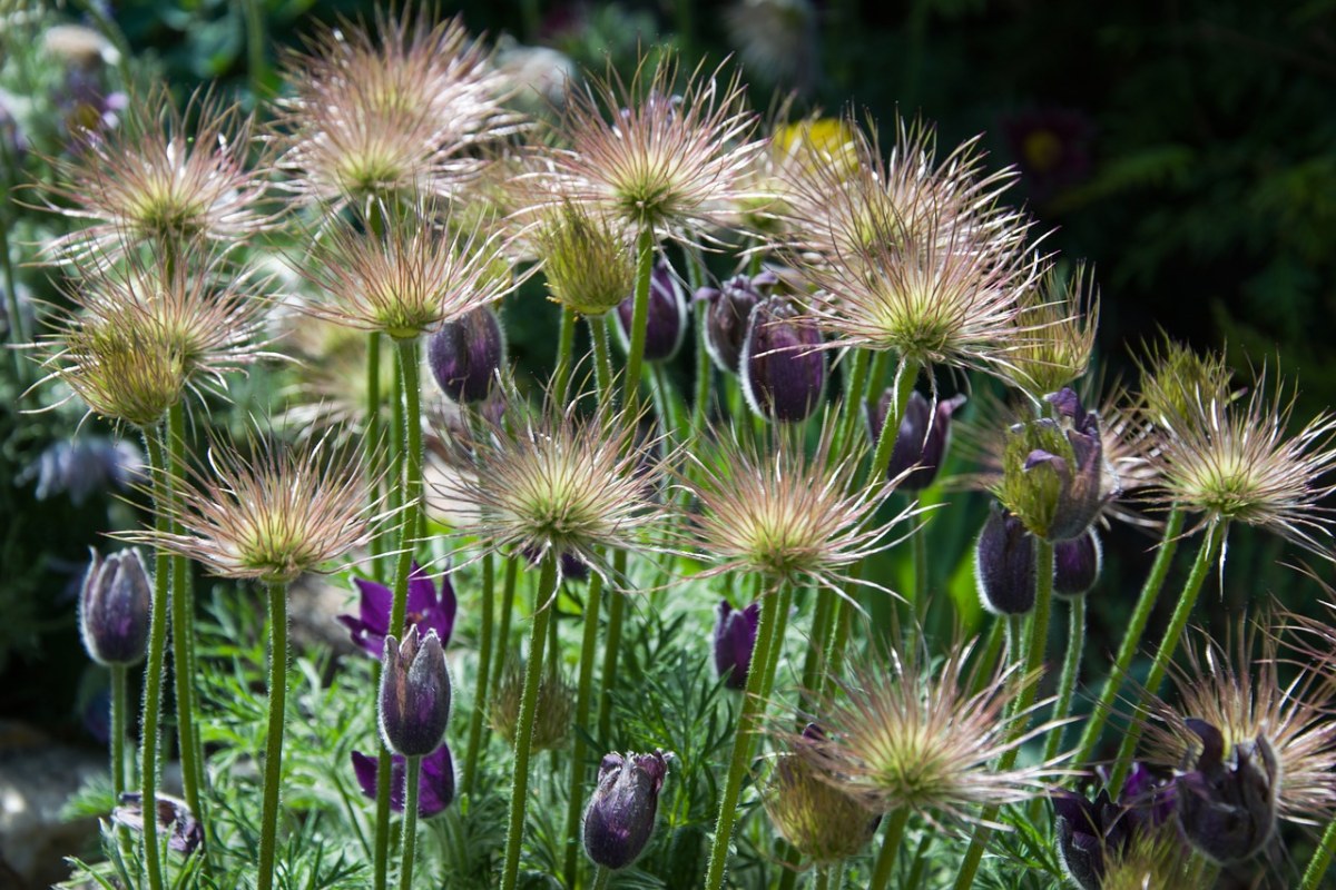 老花,odkvetl,春天